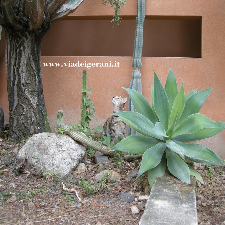 Via Dei Gerani B&B Sìnnai 外观 照片